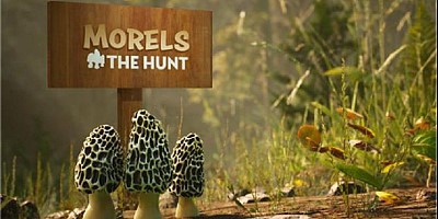 Morels The Hunt